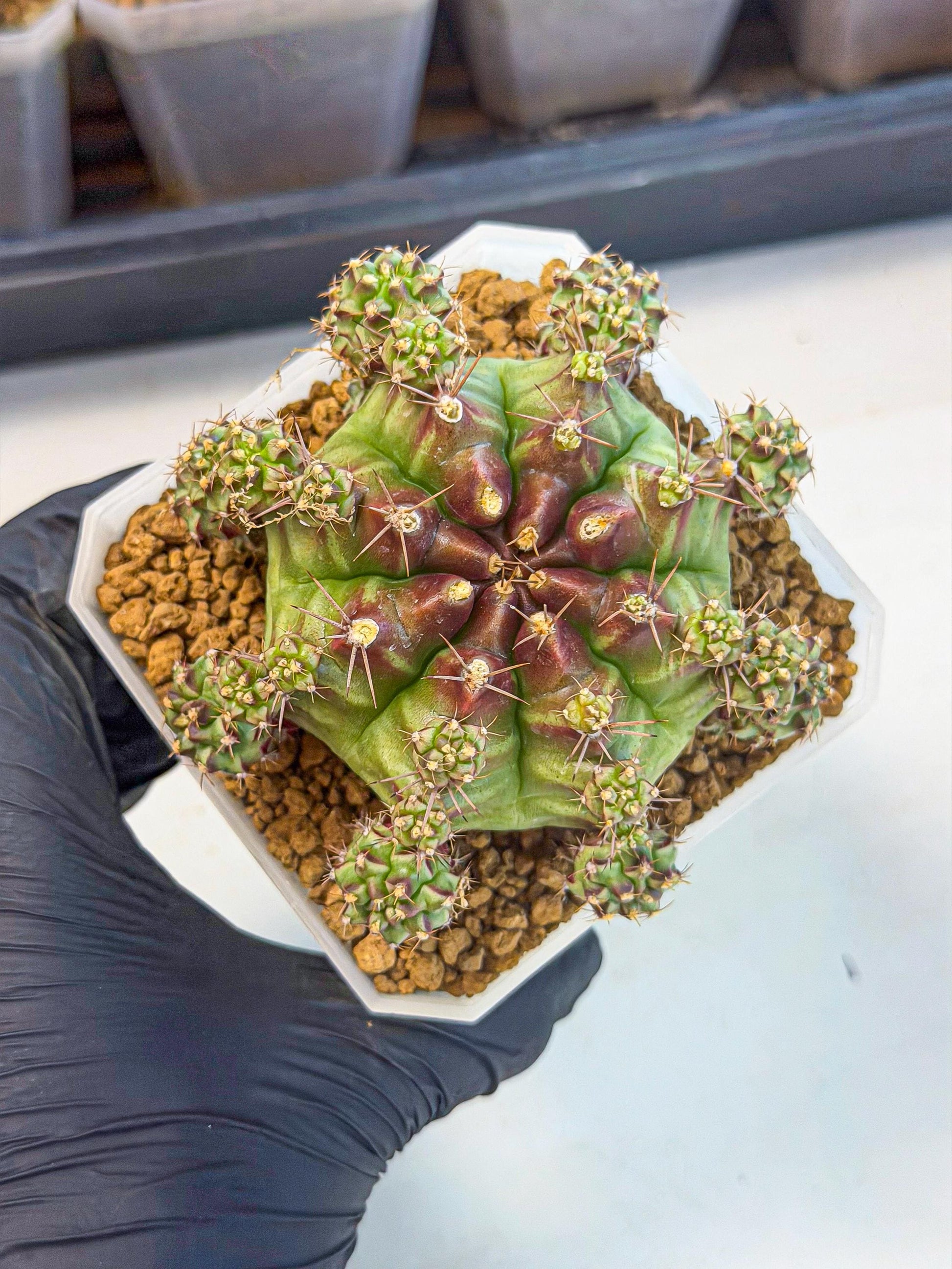 Gymnocalycium Sweet Green (#9) | Variegated cactus