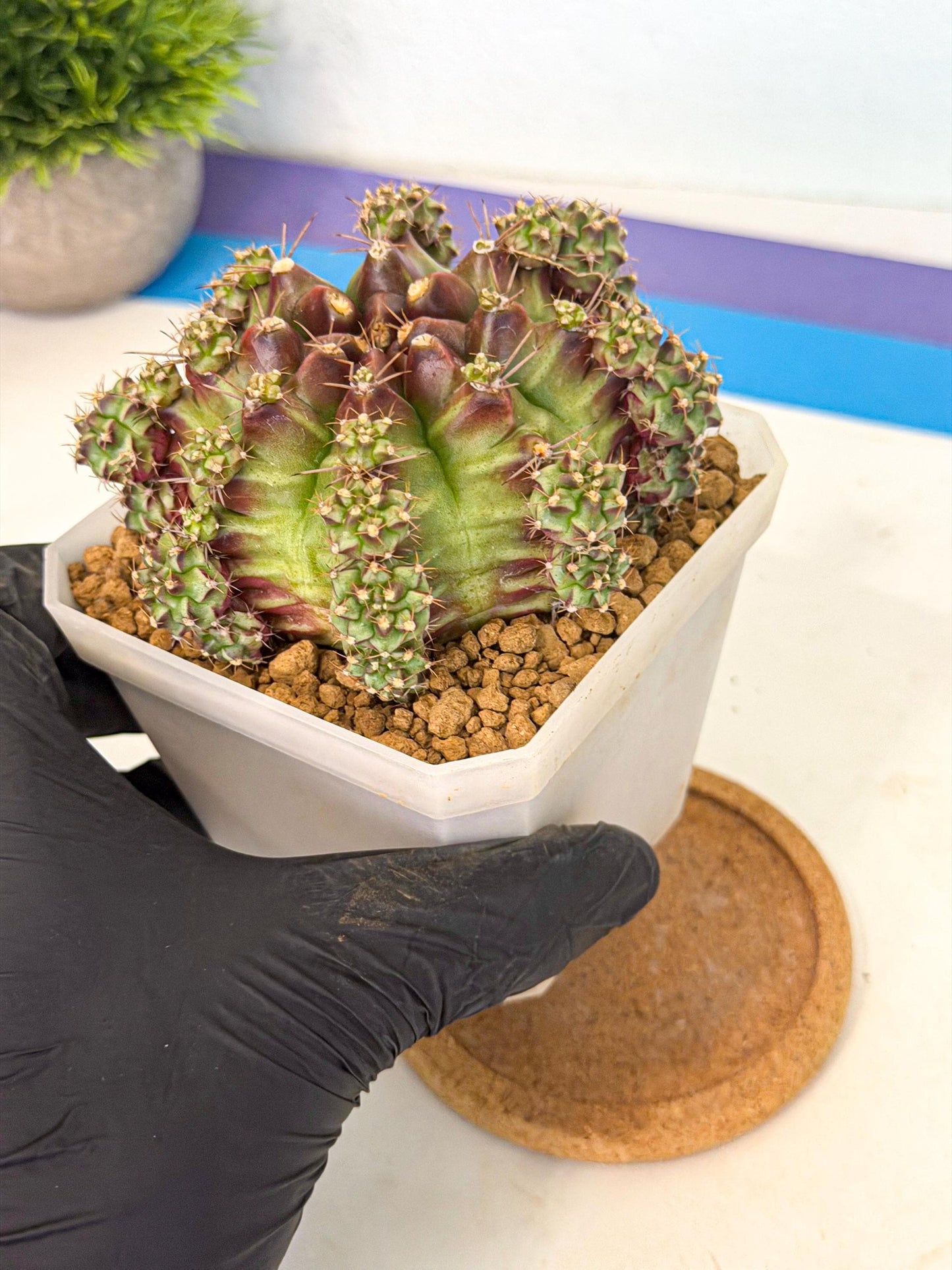 Gymnocalycium Sweet Green (#9) | Variegated cactus
