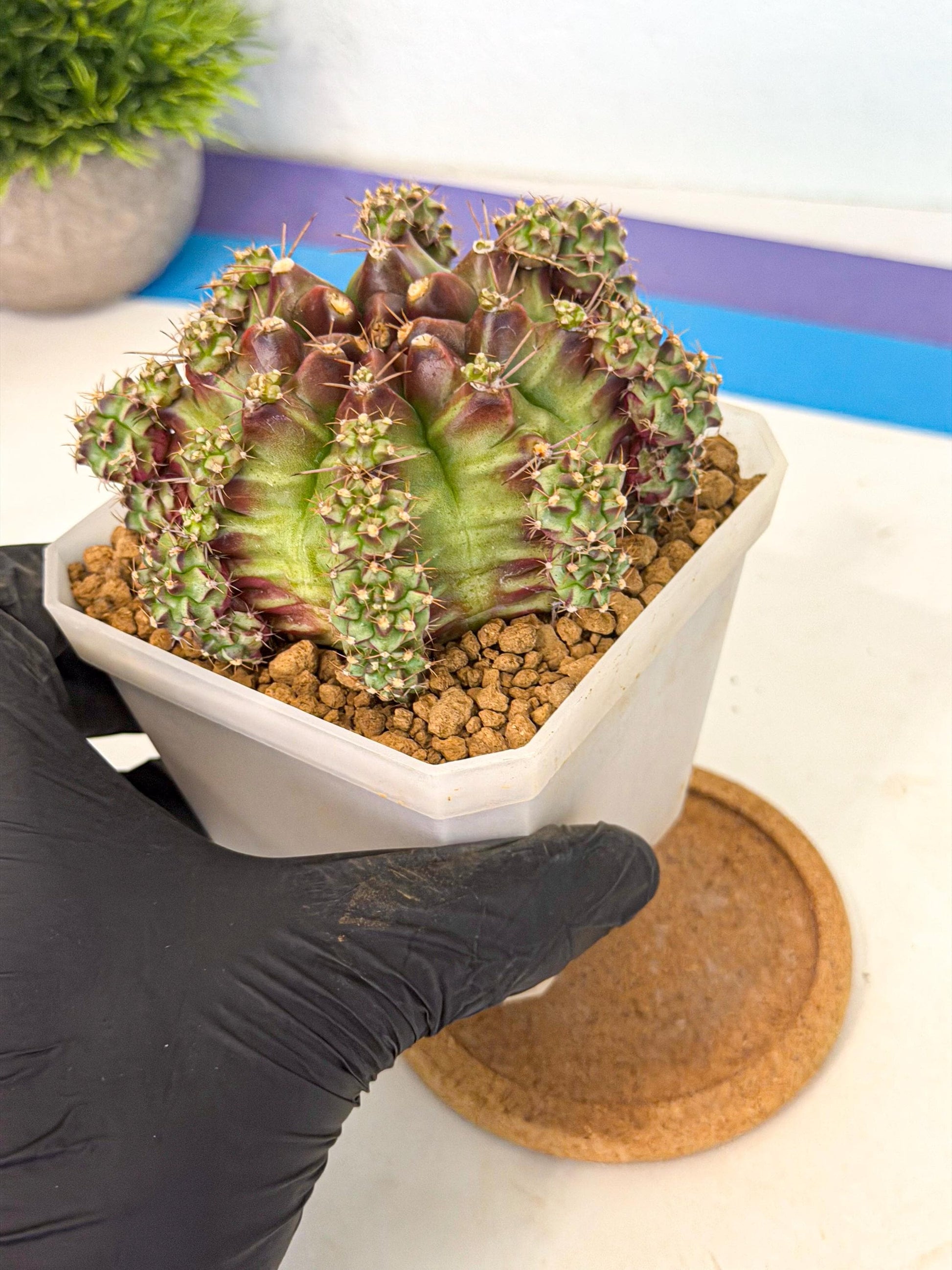 Gymnocalycium Sweet Green (#9) | Variegated cactus
