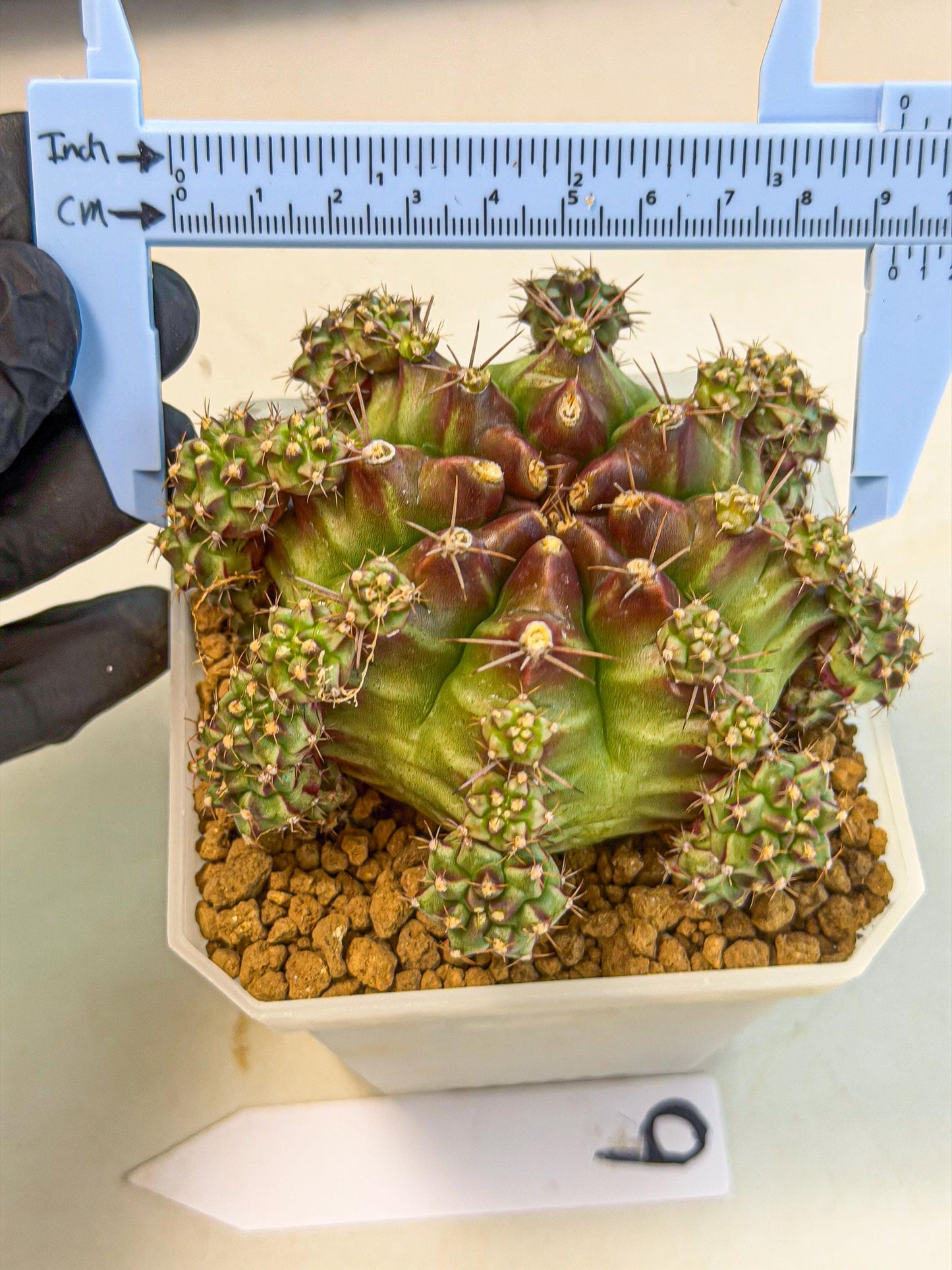 Gymnocalycium Sweet Green (#9) | Variegated cactus