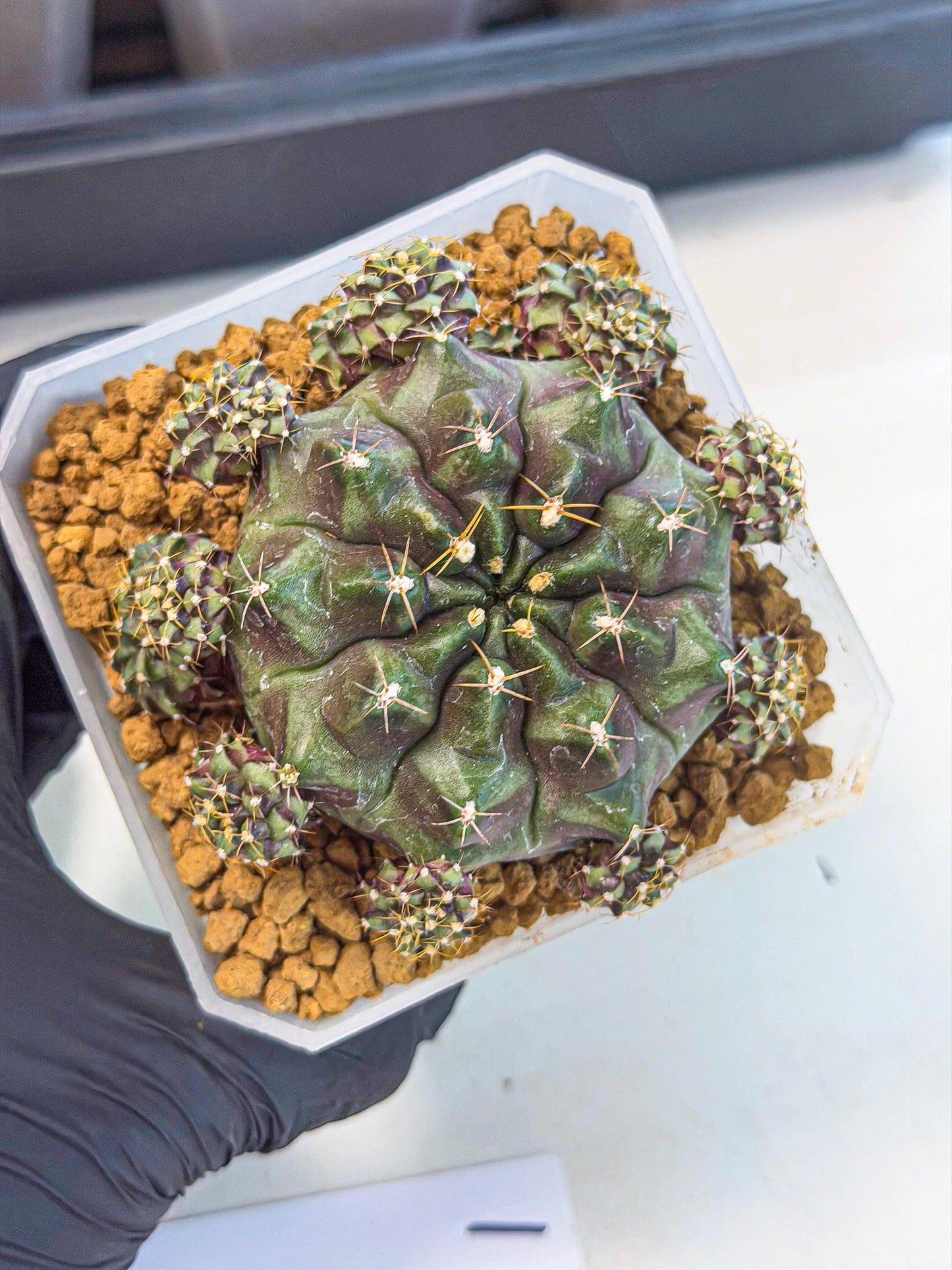 Gymnocalycium Mochi (#1) | Variegated cactus
