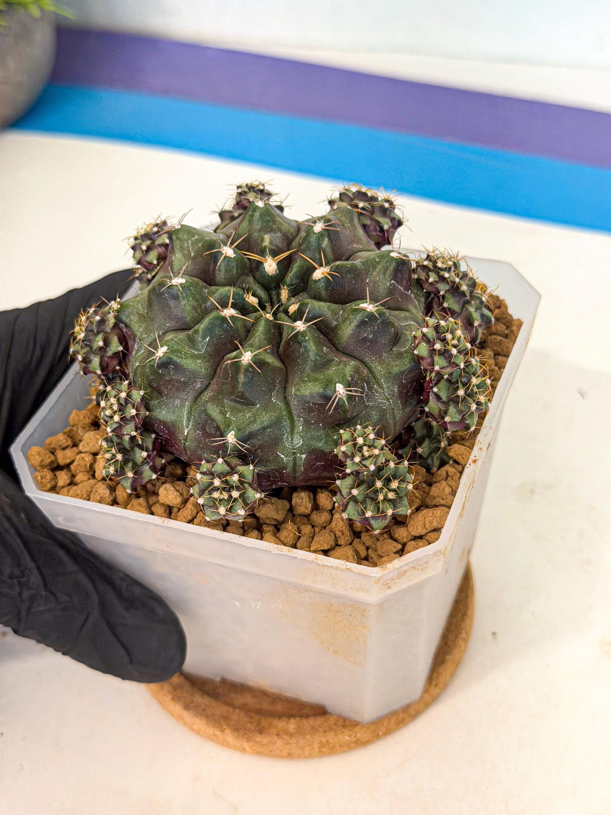 Gymnocalycium Mochi (#1) | Variegated cactus