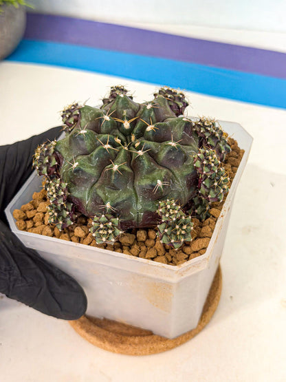 Gymnocalycium Mochi (#1) | Variegated cactus