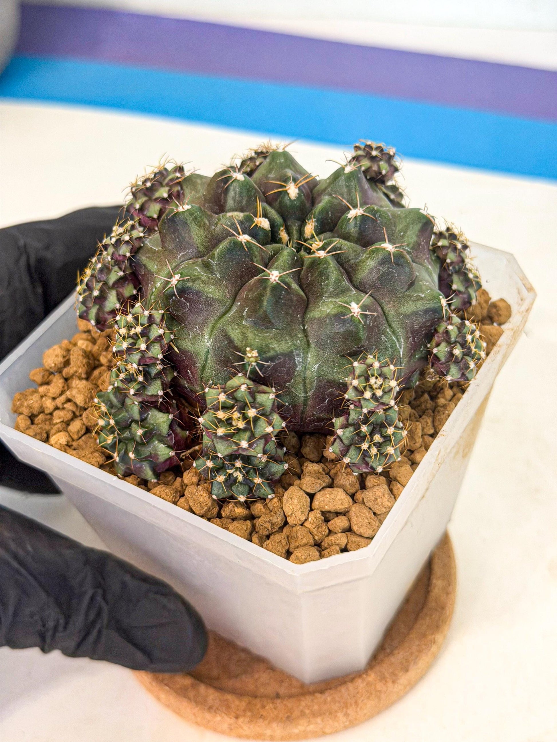 Gymnocalycium Mochi (#1) | Variegated cactus