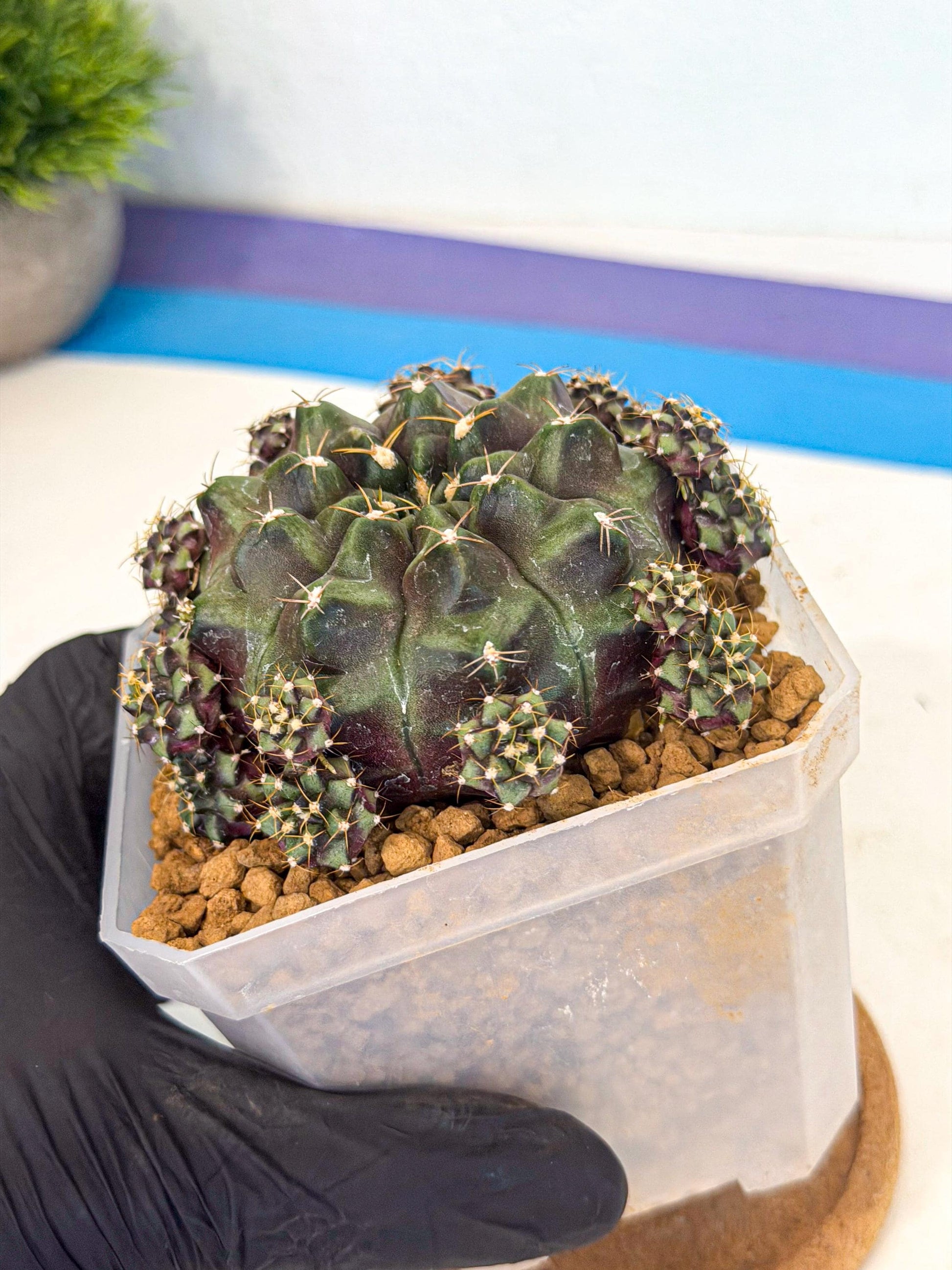 Gymnocalycium Mochi (#1) | Variegated cactus