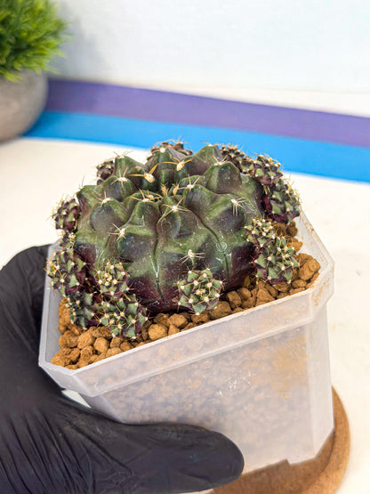 Gymnocalycium Mochi (#1) | Variegated cactus
