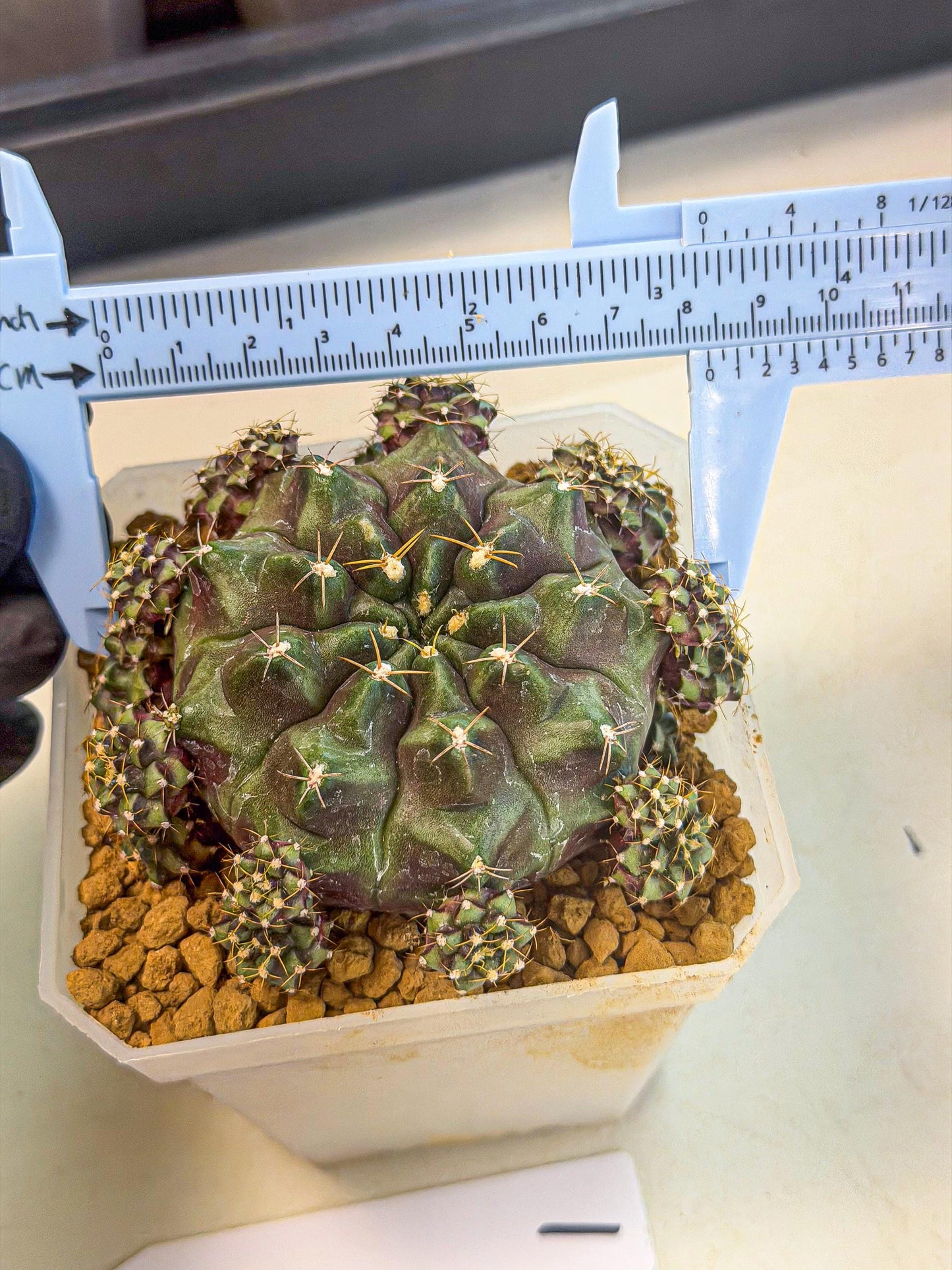 Gymnocalycium Mochi (#1) | Variegated cactus