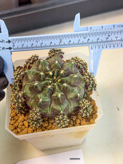 Gymnocalycium Mochi (#1) | Variegated cactus