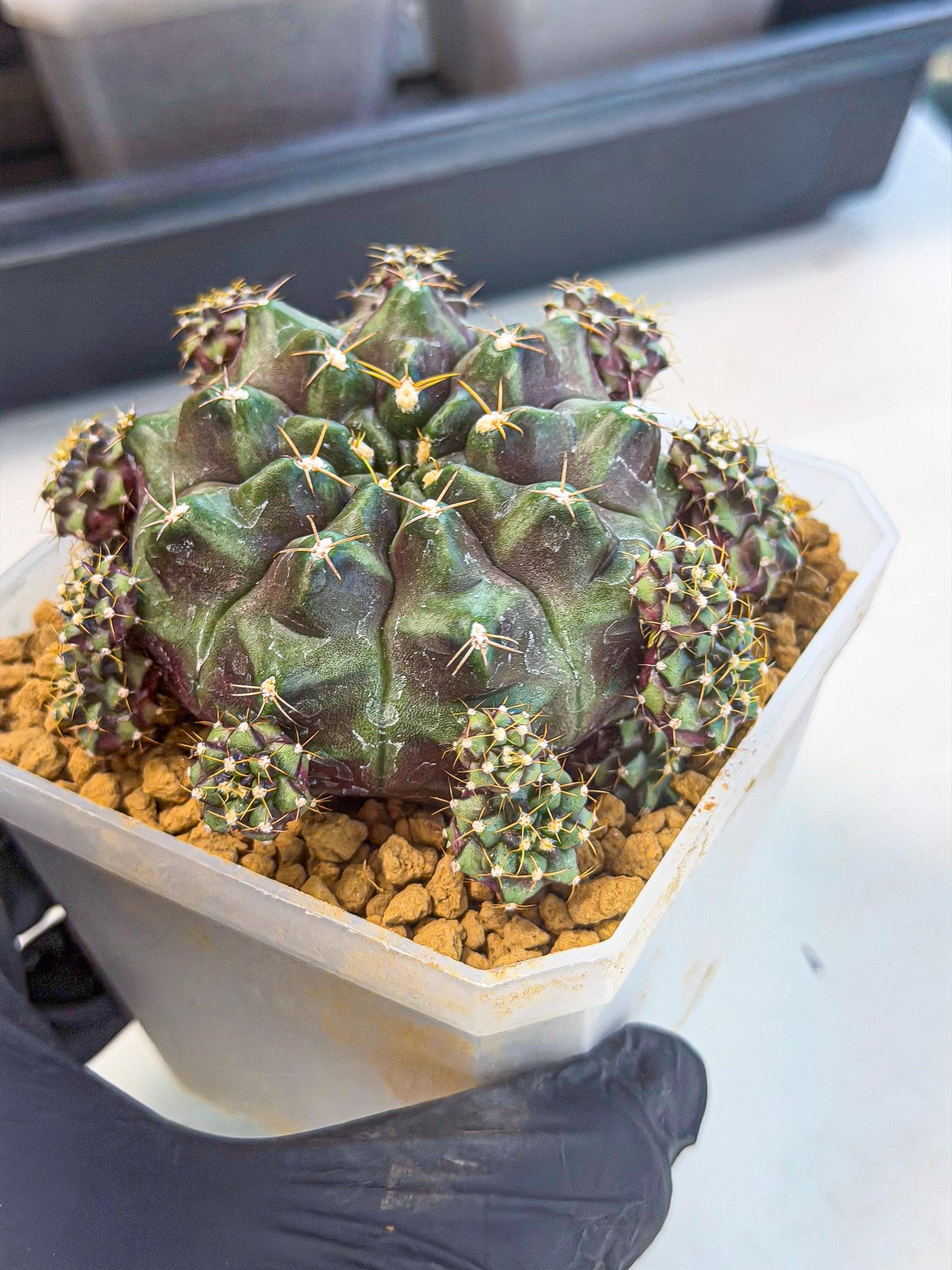 Gymnocalycium Mochi (#1) | Variegated cactus