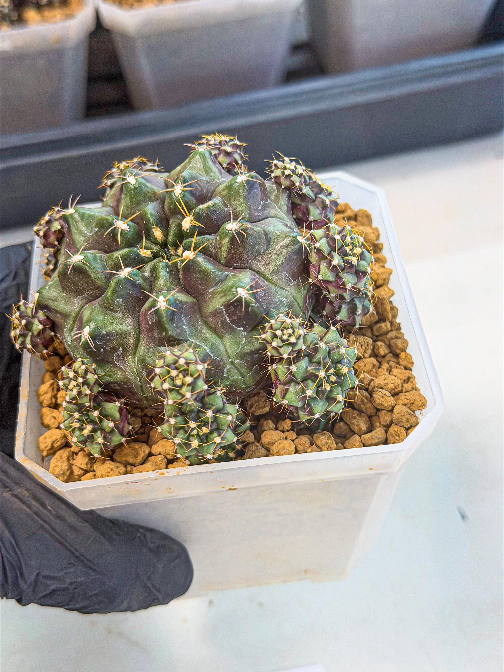 Gymnocalycium Mochi (#1) | Variegated cactus