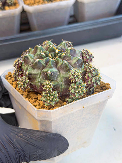 Gymnocalycium Mochi (#1) | Variegated cactus