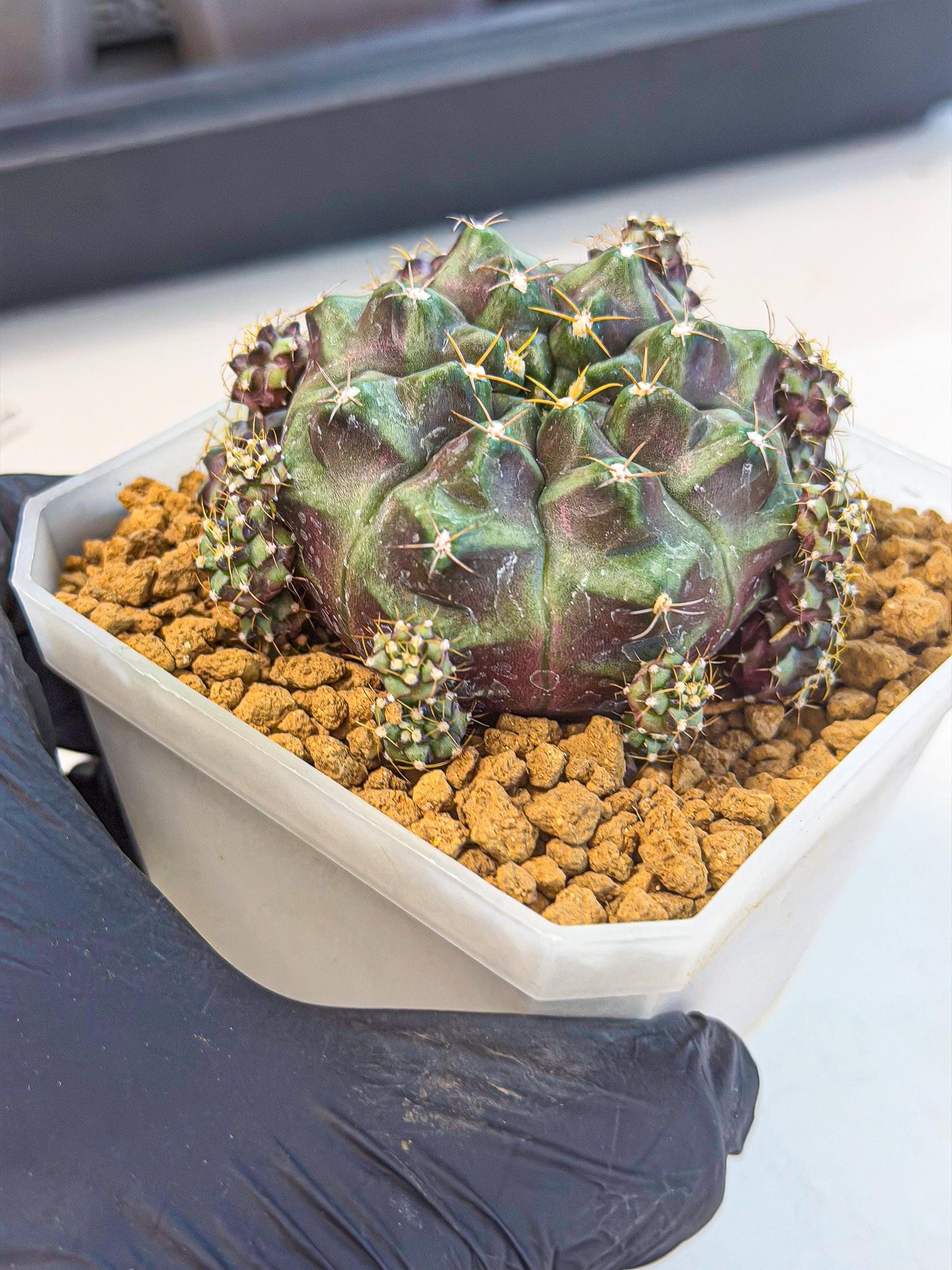 Gymnocalycium Mochi (#2) | Variegated cactus