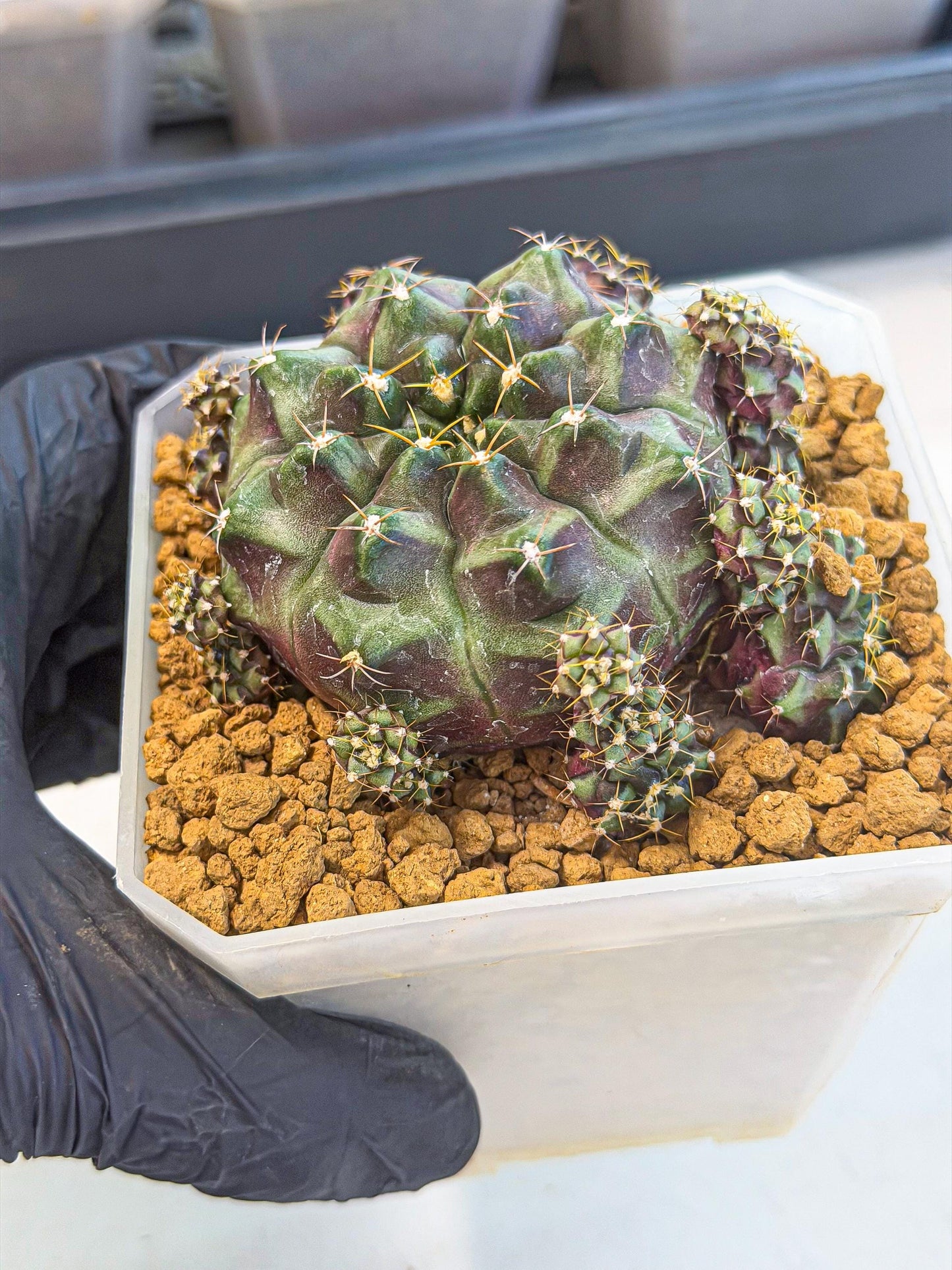 Gymnocalycium Mochi (#2) | Variegated cactus
