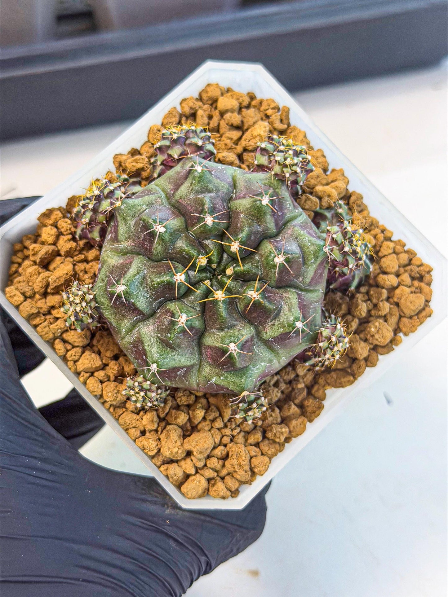 Gymnocalycium Mochi (#2) | Variegated cactus