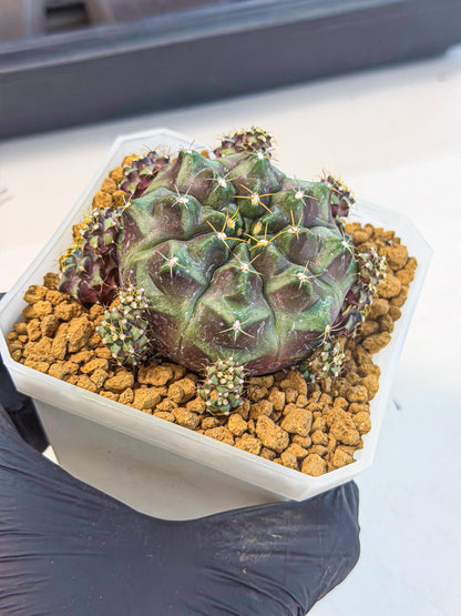Gymnocalycium Mochi (#2) | Variegated cactus