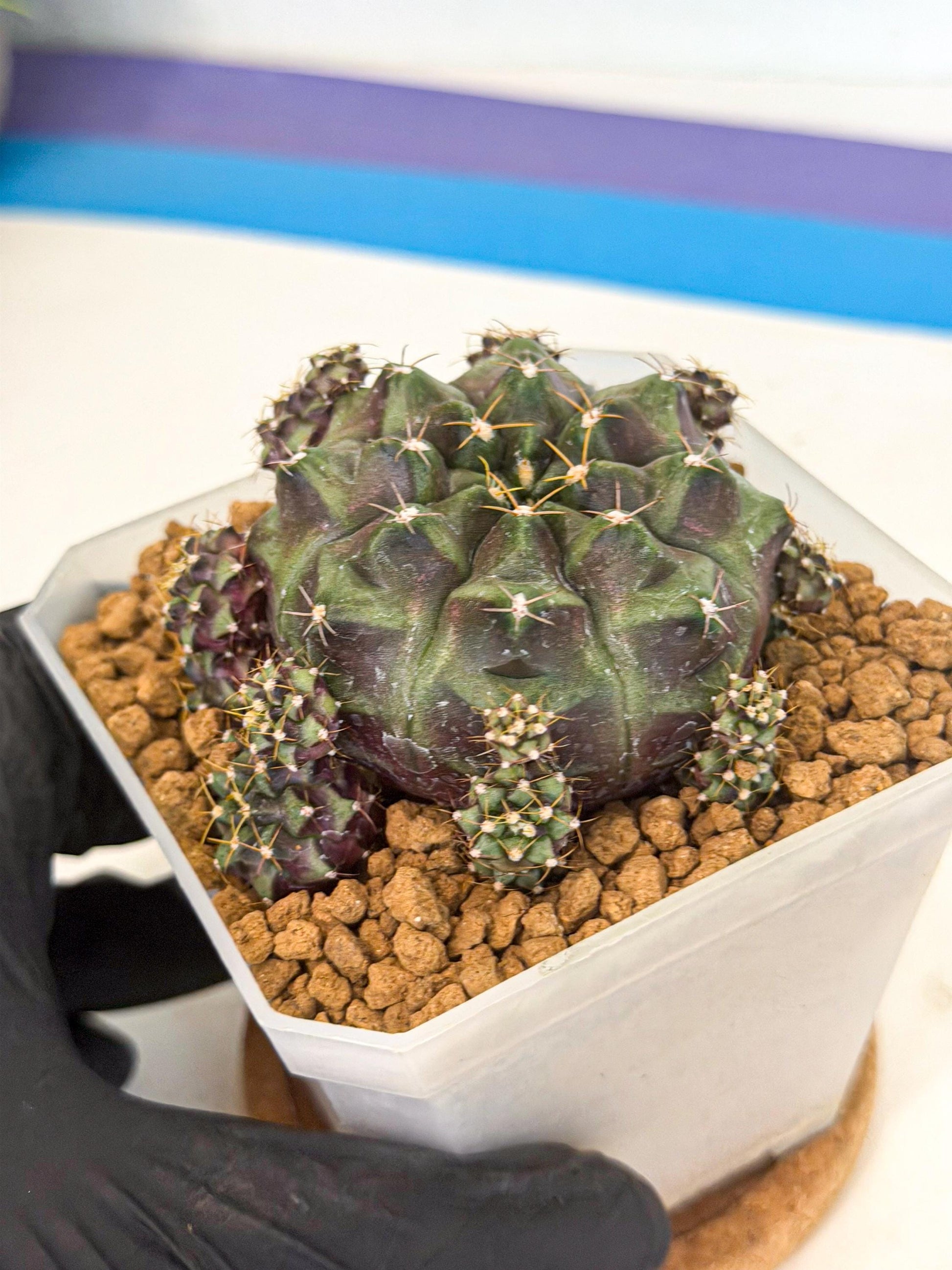Gymnocalycium Mochi (#2) | Variegated cactus