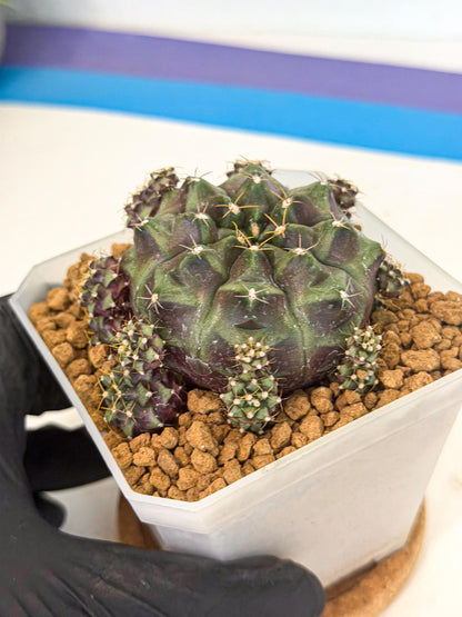 Gymnocalycium Mochi (#2) | Variegated cactus