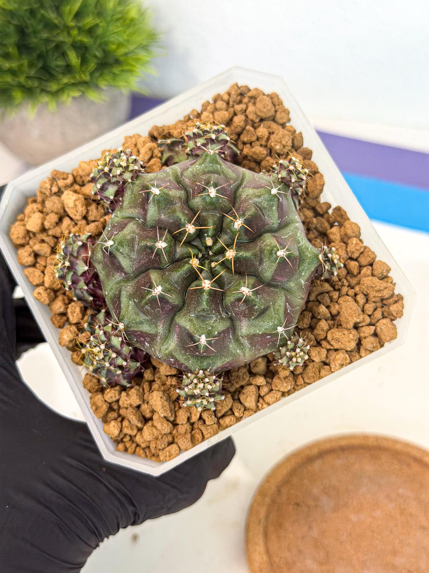 Gymnocalycium Mochi (#2) | Variegated cactus