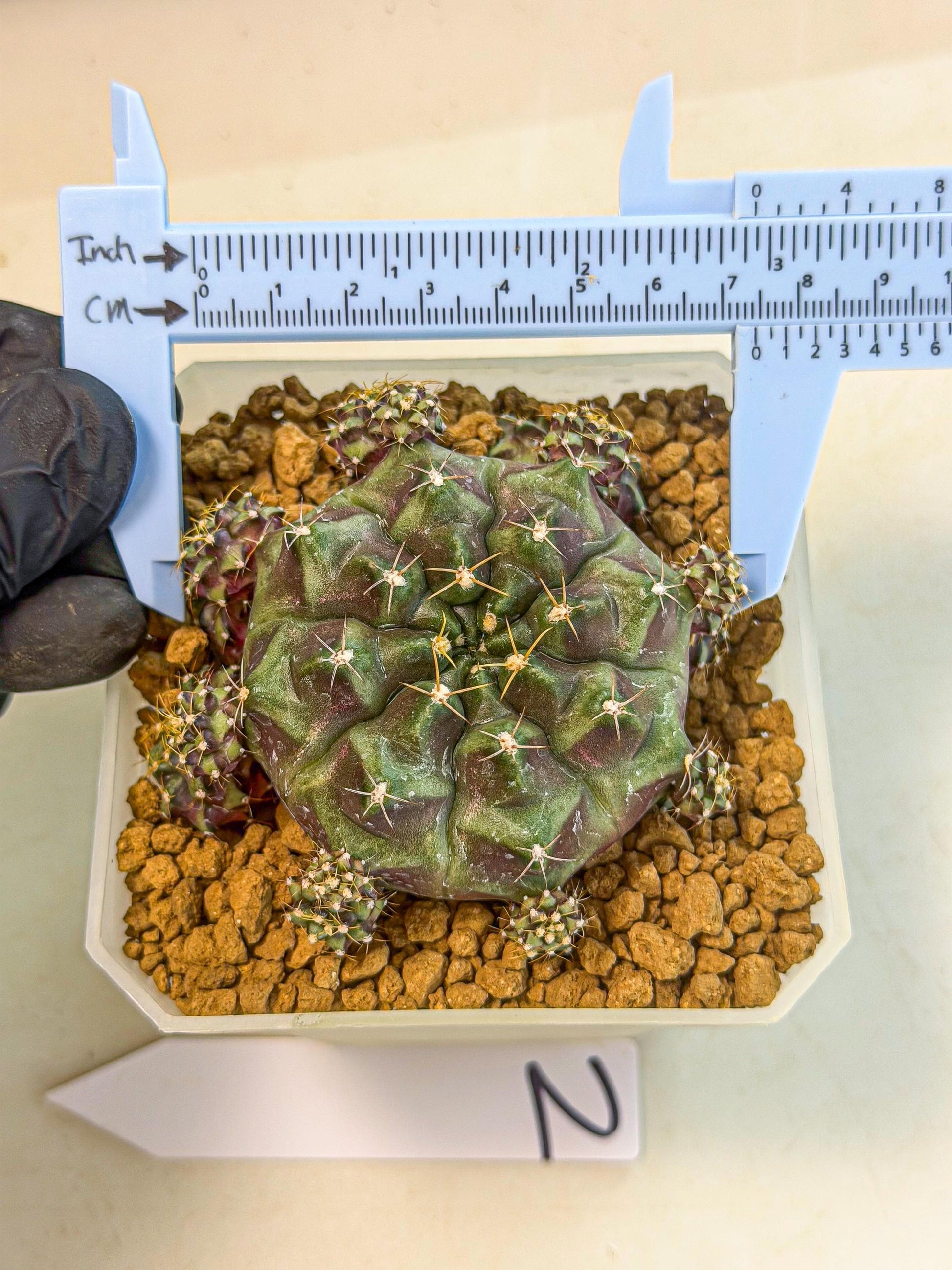 Gymnocalycium Mochi (#2) | Variegated cactus