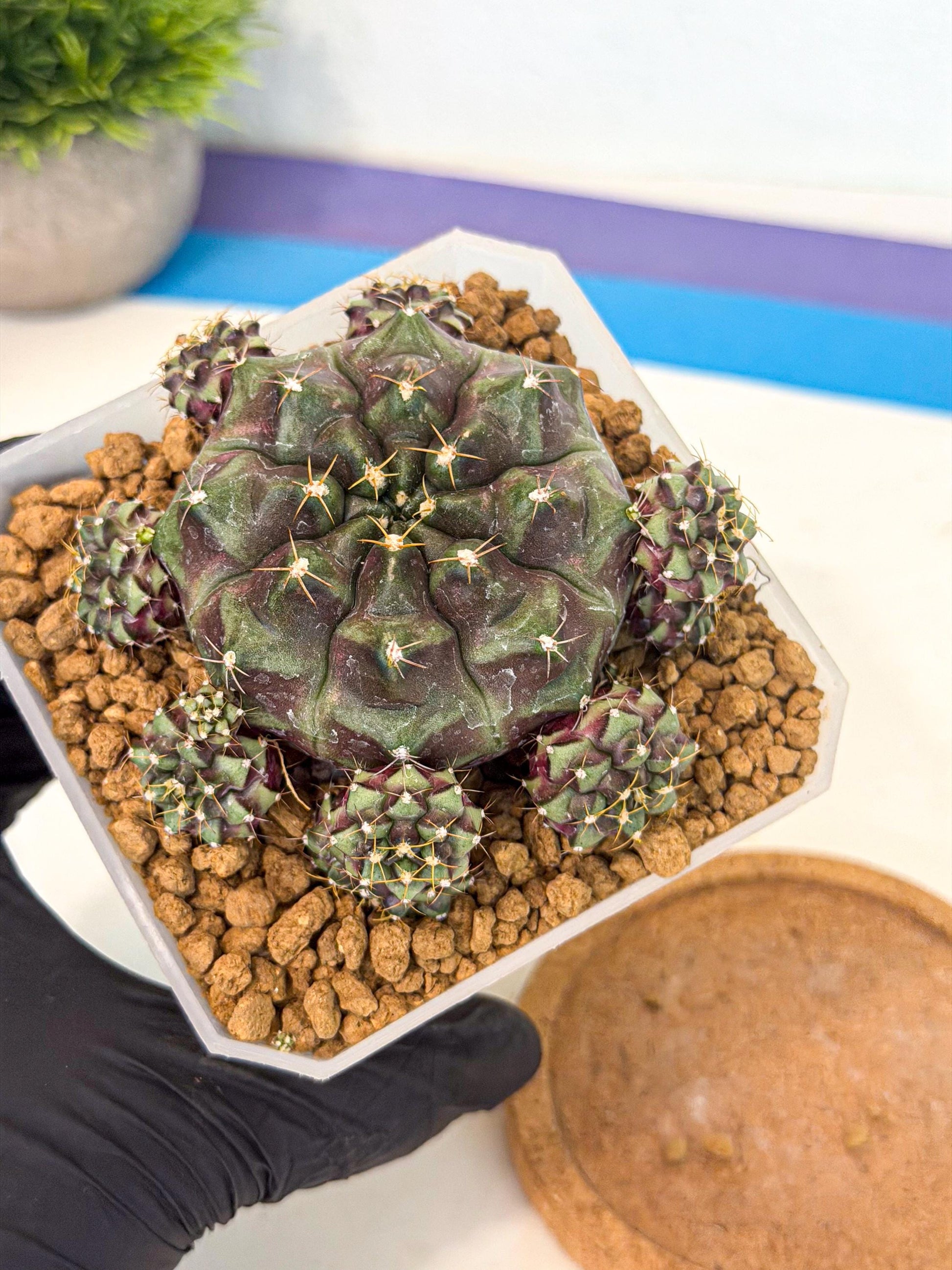 Gymnocalycium Mochi (#3) | Variegated cactus