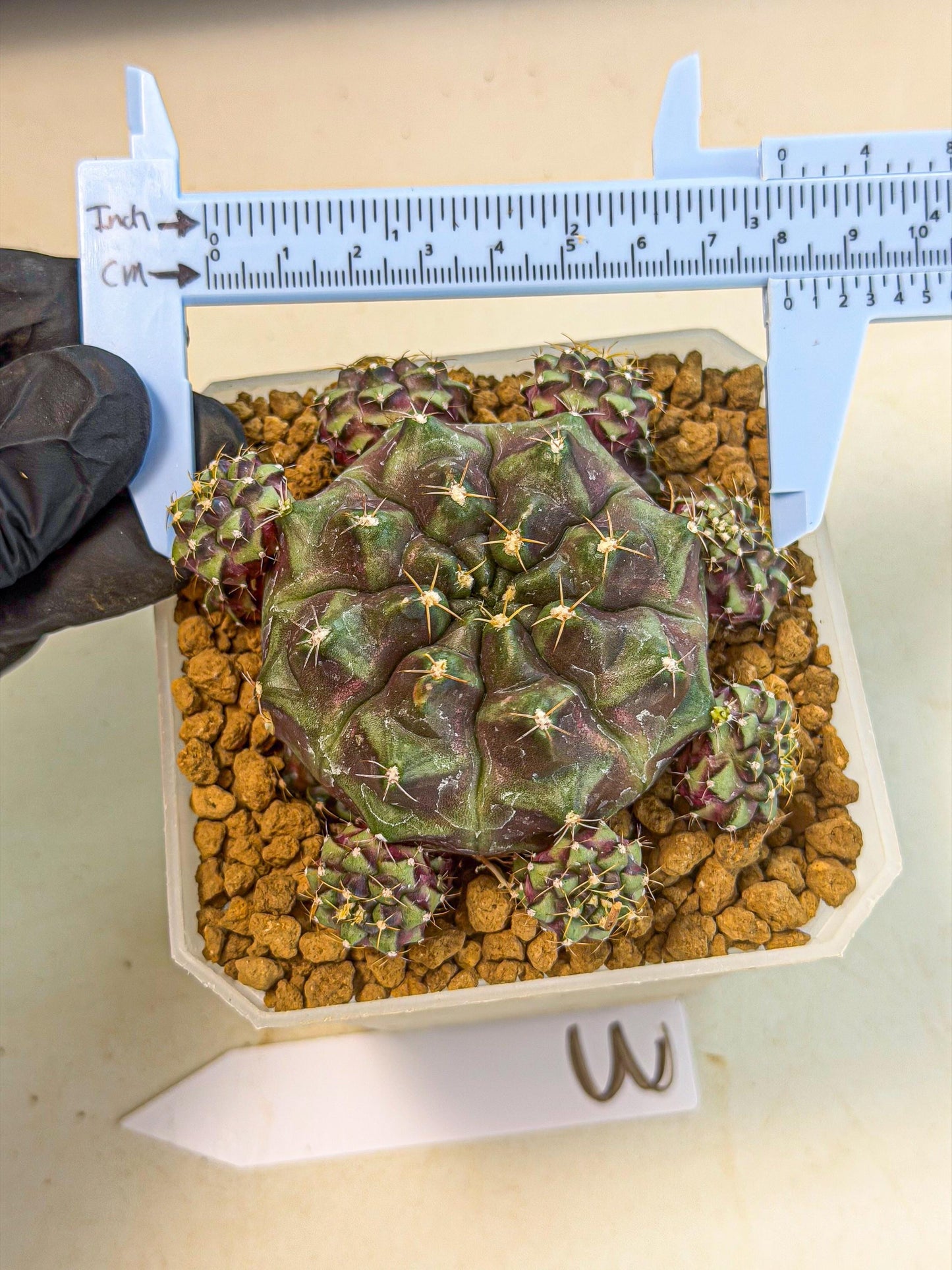 Gymnocalycium Mochi (#3) | Variegated cactus