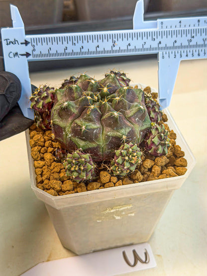 Gymnocalycium Mochi (#3) | Variegated cactus