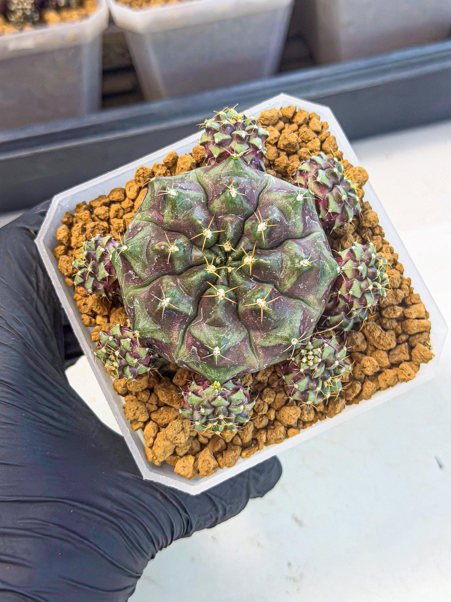 Gymnocalycium Mochi (#3) | Variegated cactus