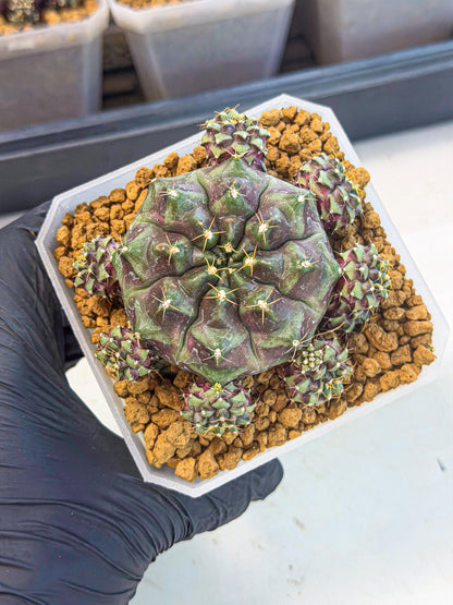 Gymnocalycium Mochi (#3) | Variegated cactus