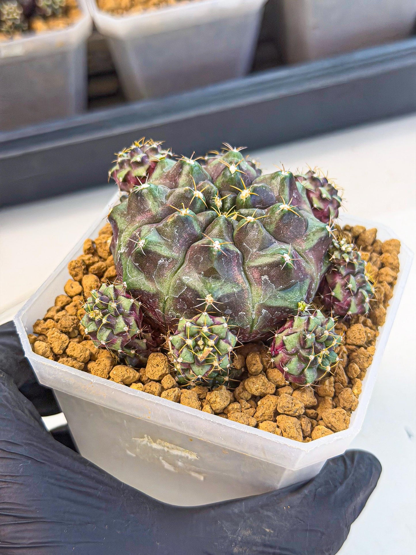 Gymnocalycium Mochi (#3) | Variegated cactus