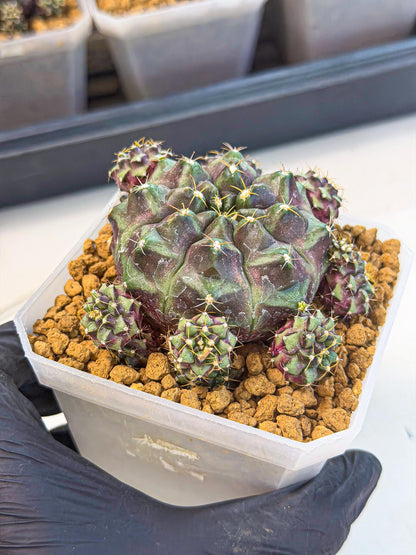 Gymnocalycium Mochi (#3) | Variegated cactus