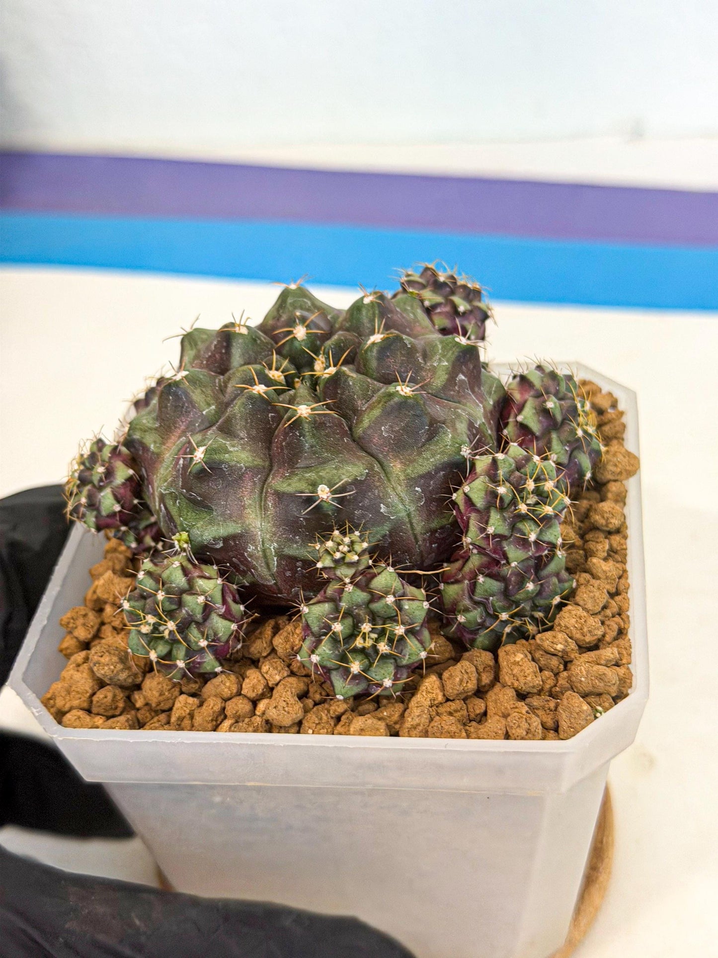 Gymnocalycium Mochi (#3) | Variegated cactus
