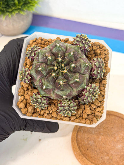 Gymnocalycium Mochi (#3) | Variegated cactus