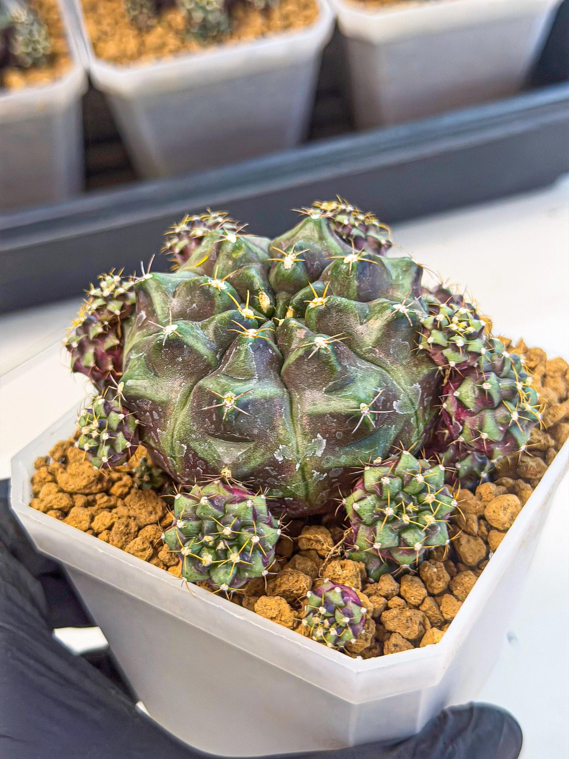 Gymnocalycium Mochi (#4) | Variegated cactus