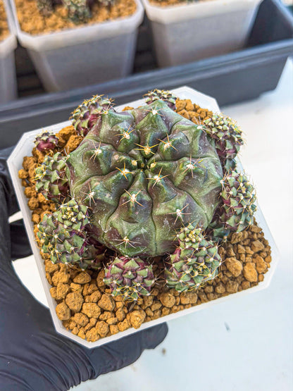 Gymnocalycium Mochi (#4) | Variegated cactus