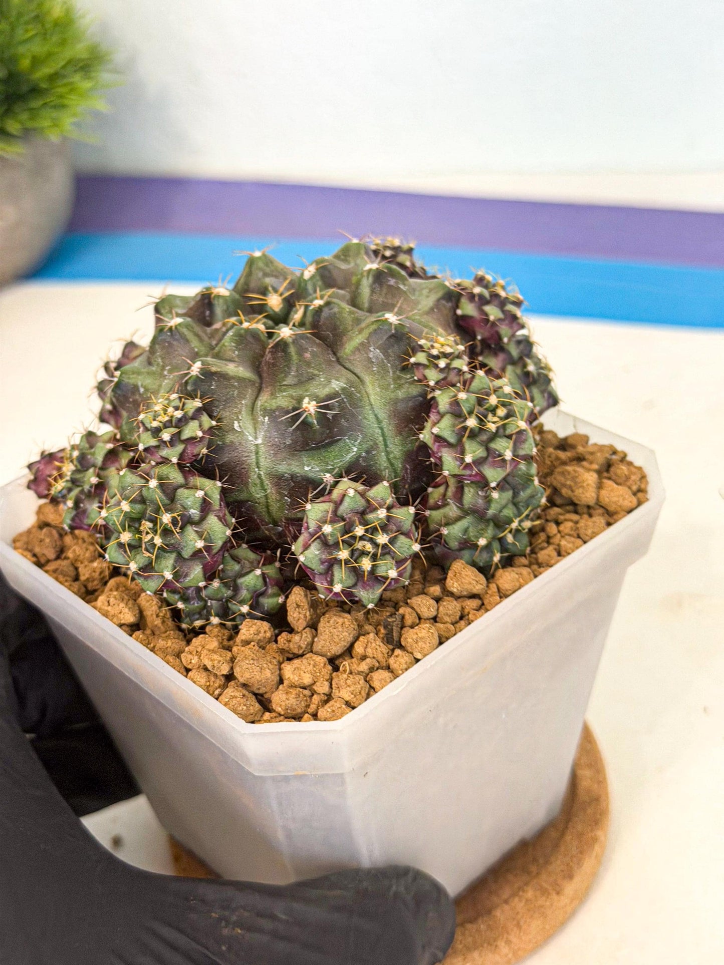 Gymnocalycium Mochi (#4) | Variegated cactus