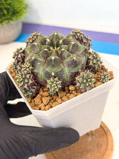 Gymnocalycium Mochi (#4) | Variegated cactus