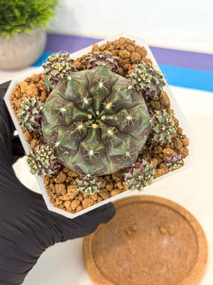 Gymnocalycium Mochi (#4) | Variegated cactus