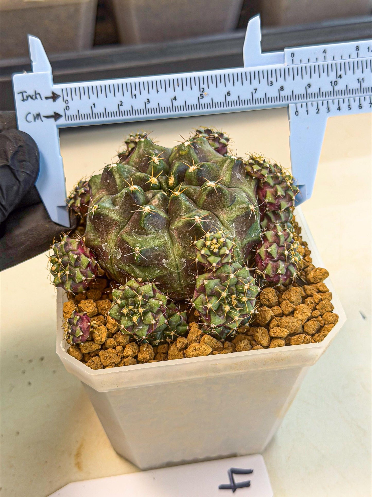 Gymnocalycium Mochi (#4) | Variegated cactus