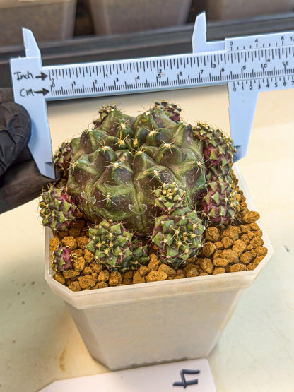 Gymnocalycium Mochi (#4) | Variegated cactus