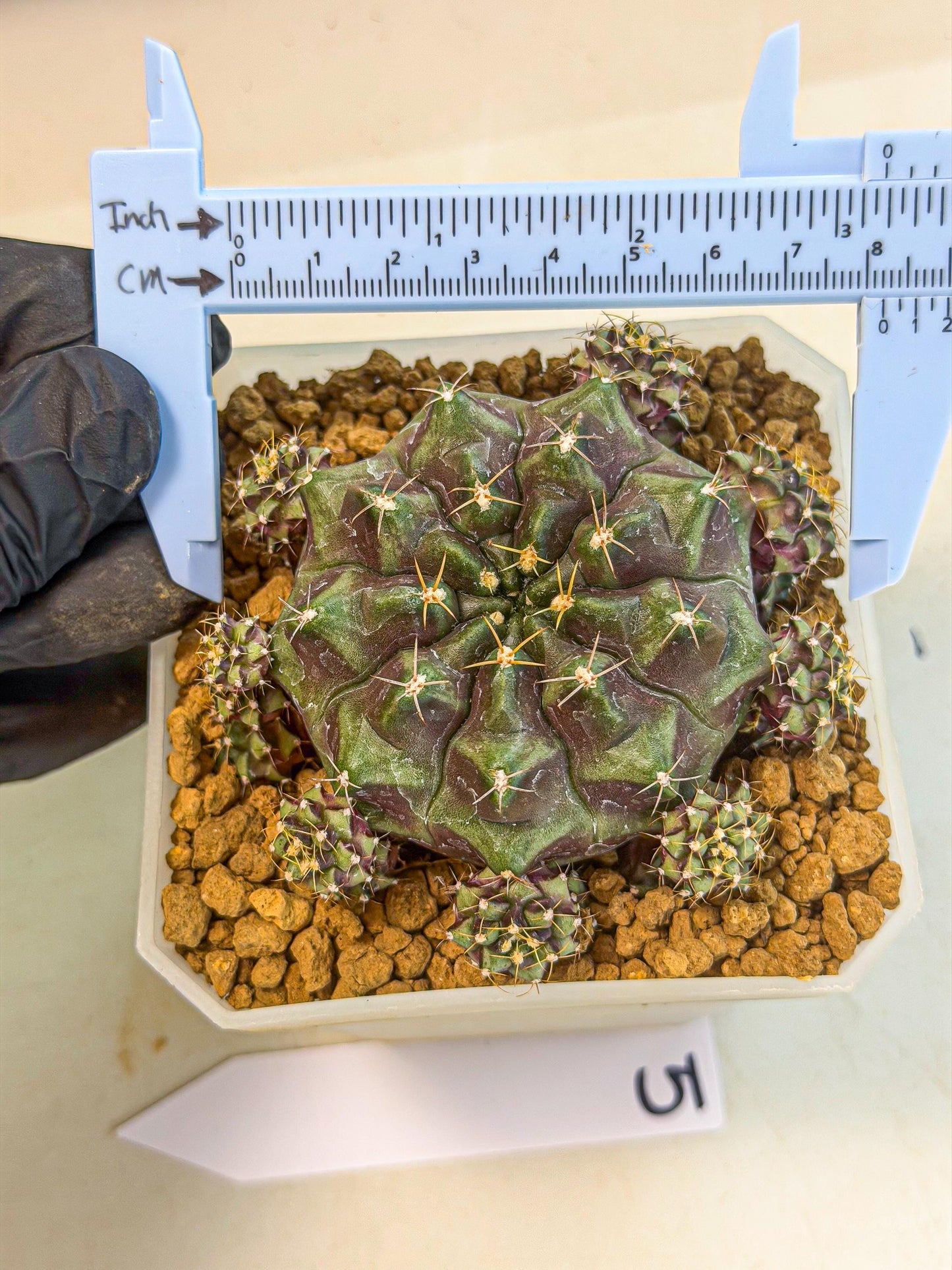 Gymnocalycium Mochi (#5) | Variegated cactus