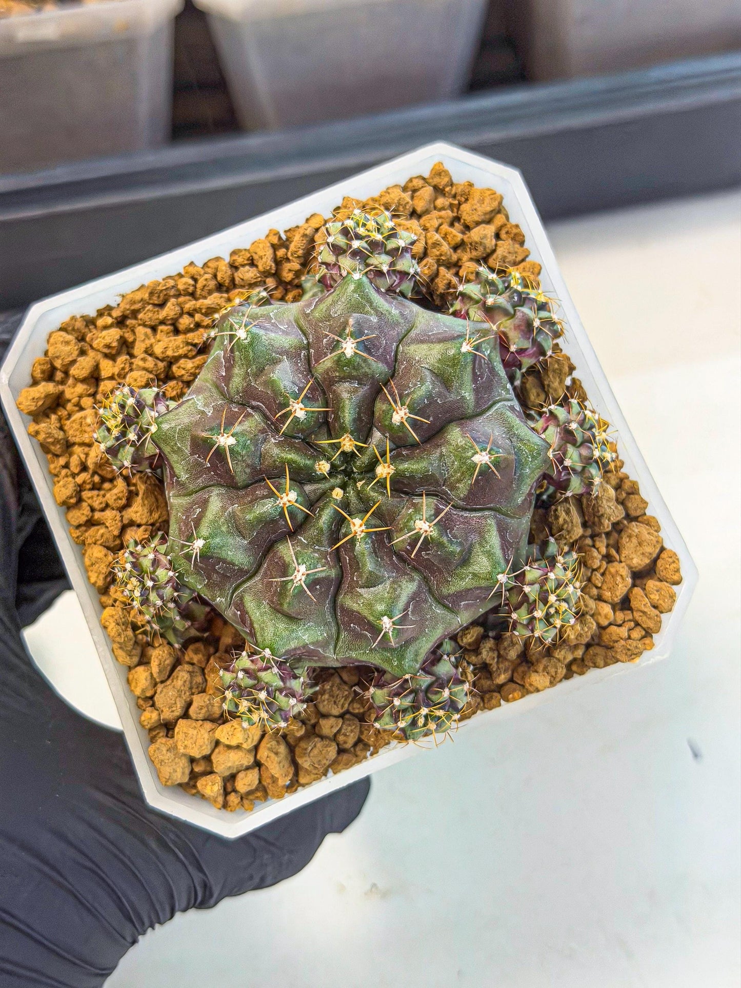 Gymnocalycium Mochi (#5) | Variegated cactus