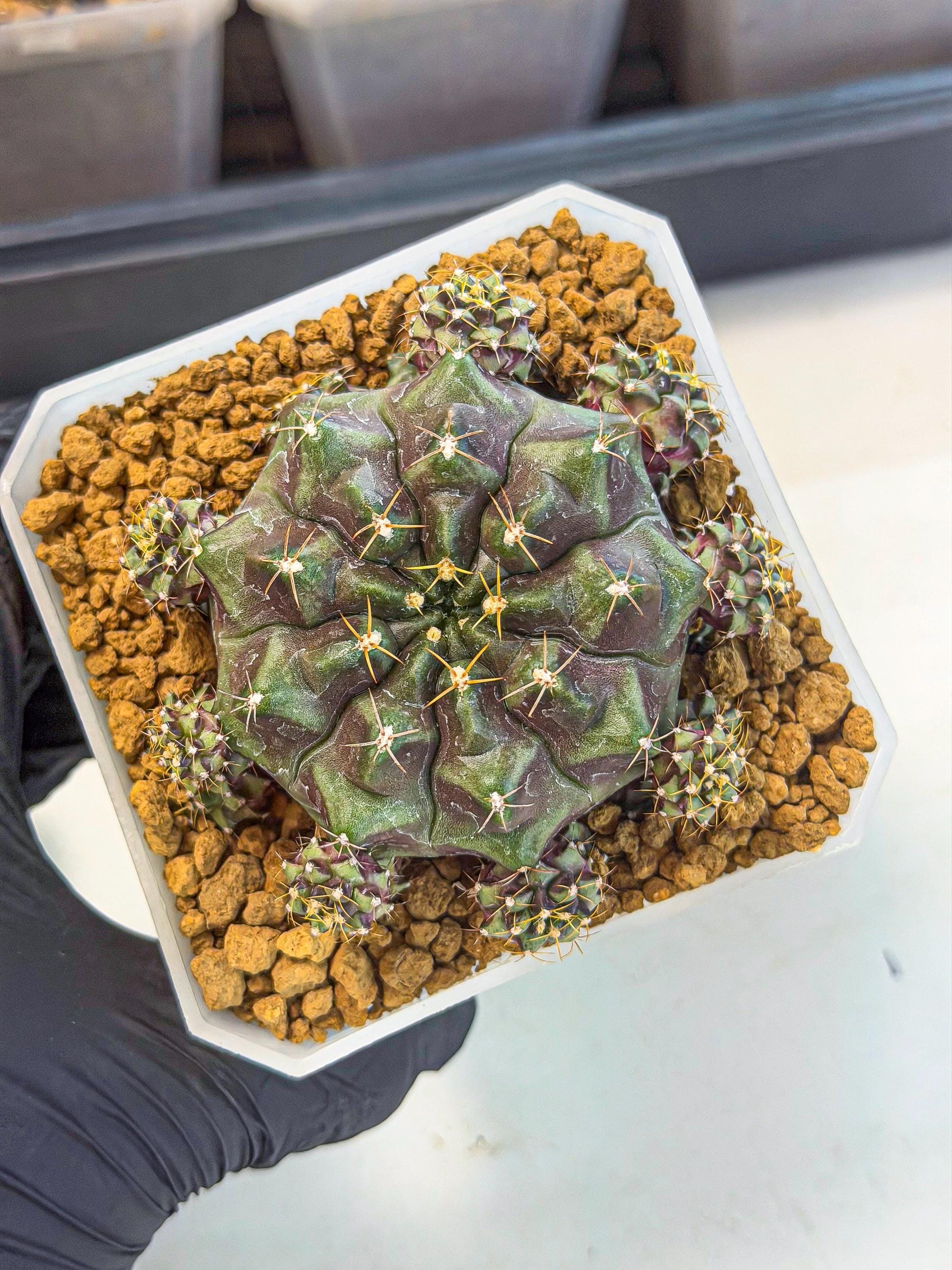 Gymnocalycium Mochi (#5) | Variegated cactus
