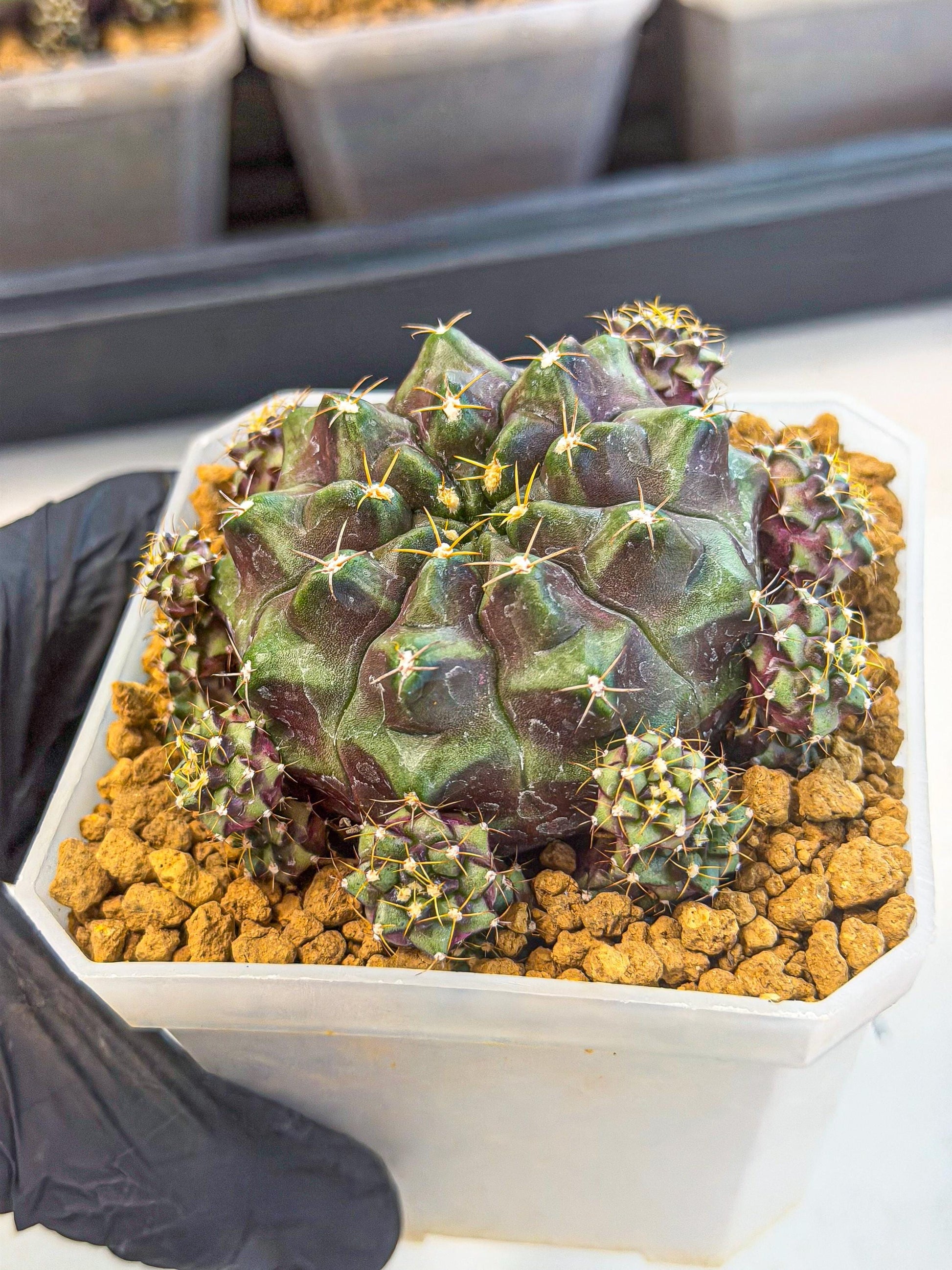 Gymnocalycium Mochi (#5) | Variegated cactus