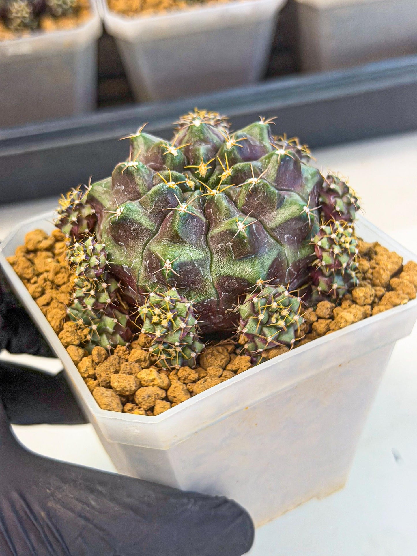 Gymnocalycium Mochi (#5) | Variegated cactus