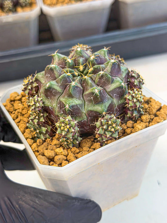 Gymnocalycium Mochi (#5) | Variegated cactus