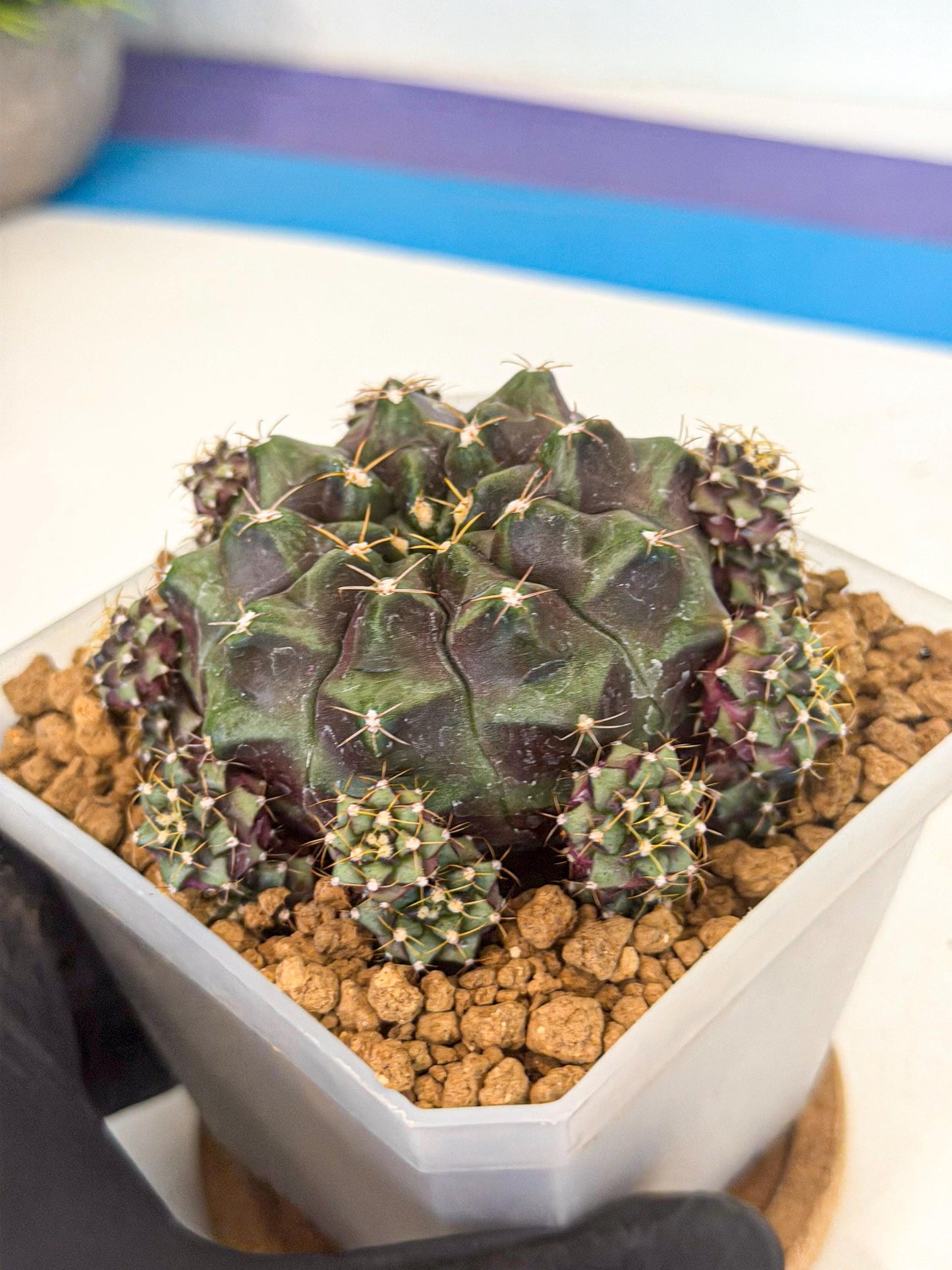 Gymnocalycium Mochi (#5) | Variegated cactus