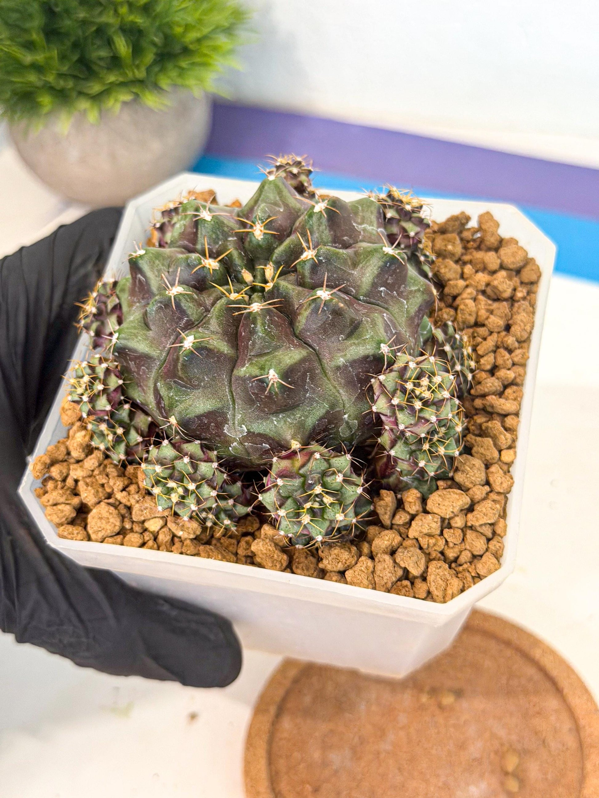 Gymnocalycium Mochi (#5) | Variegated cactus