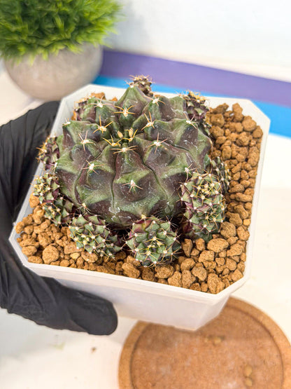 Gymnocalycium Mochi (#5) | Variegated cactus