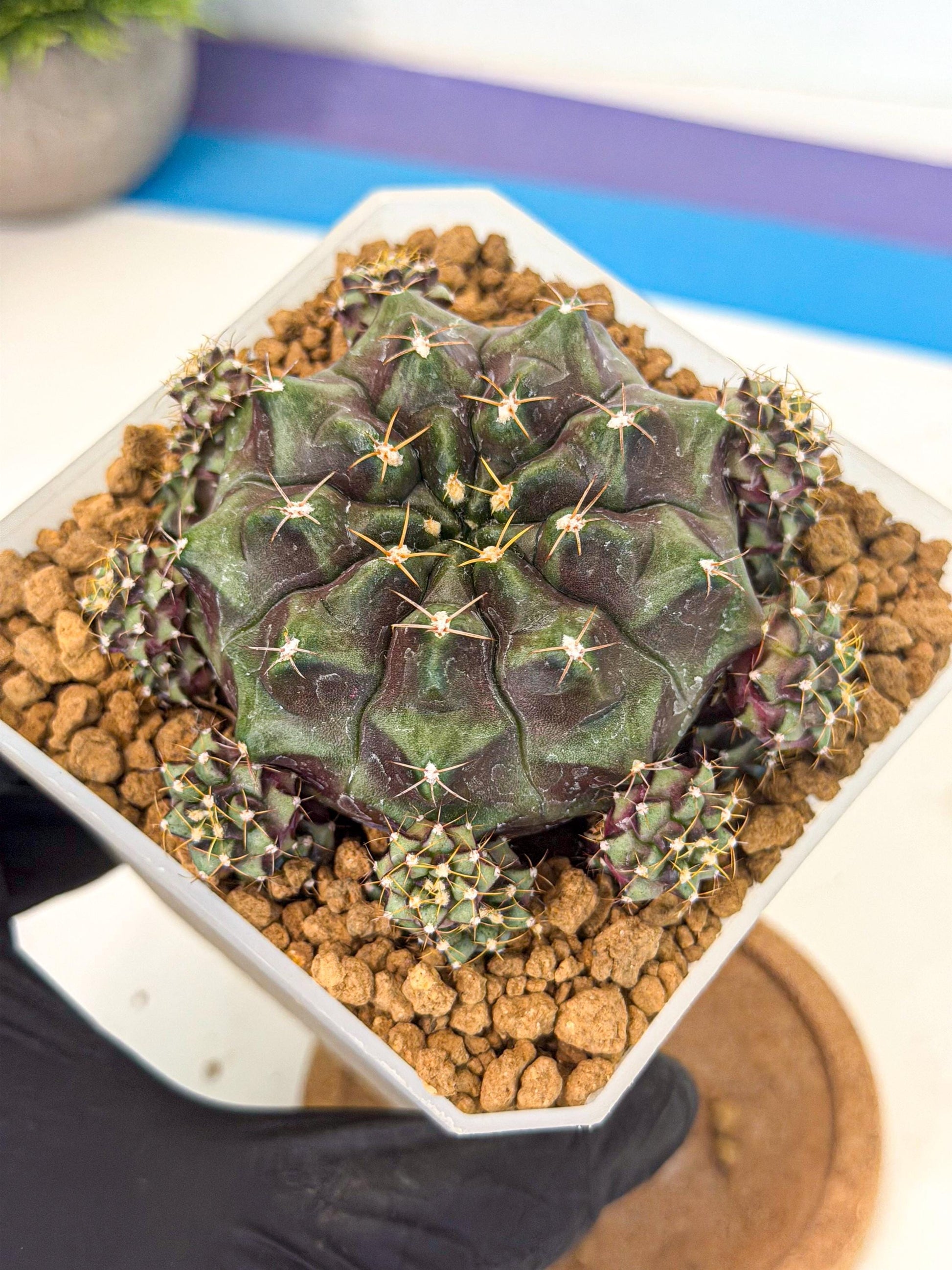 Gymnocalycium Mochi (#5) | Variegated cactus