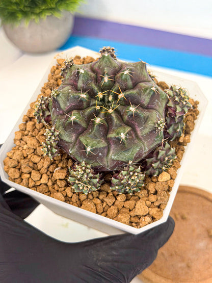 Gymnocalycium Mochi (#6) | Variegated cactus